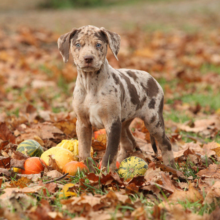 Louisiana Catahoula Puppy On Canvas by Zuzule Print